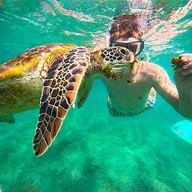 Snorkelling alongside a green sea turtle in clear water