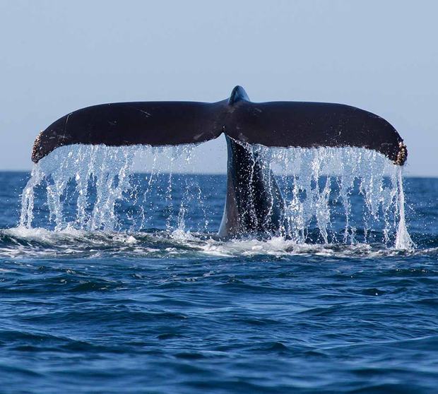 Blue whale fluke lifting above the water off Mirissa