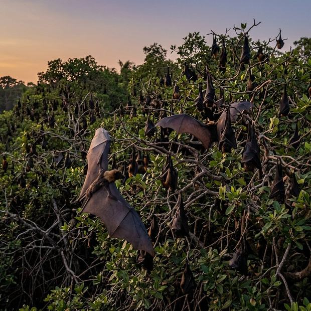Indian flying fox colony roosting in the mangroves at dusk
