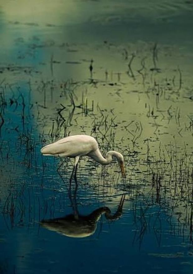 Great egret hunting in the shallows of the lagoon